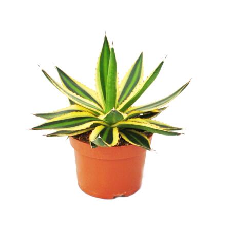 Agave lophanta quadricolor - quatre couleurs - pot de 12cm - Succulente
