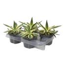 Agave lophanta quadricolor - quatre couleurs - pot de 12cm - Succulente