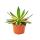 Agave lophanta quadricolor - quatre couleurs - pot de 12cm - Succulente