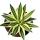 Agave lophanta quadricolor - quatre couleurs - pot de 12cm - Succulente