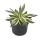 Agave lophanta quadricolor - quatre couleurs - pot de 12cm - Succulente