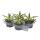 Agave lophanta quadricolor - quatre couleurs - pot de 12cm - Succulente
