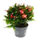 Large Christmas cactus - Schlumbergera - XXL - 17cm pot -...