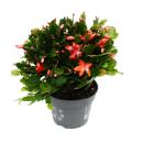 Large Christmas cactus - Schlumbergera - XXL - 17cm pot - approx. 25-35cm high - red flowers