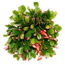 Large Christmas cactus - Schlumbergera - XXL - 17cm pot - approx. 25-35cm high - red flowers