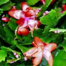 Large Christmas cactus - Schlumbergera - XXL - 17cm pot - approx. 25-35cm high - red flowers