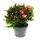 Large Christmas cactus - Schlumbergera - XXL - 17cm pot - approx. 25-35cm high - red flowers