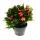 Large Christmas cactus - Schlumbergera - XXL - 17cm pot - approx. 25-35cm high - red flowers