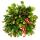 Large Christmas cactus - Schlumbergera - XXL - 17cm pot - approx. 25-35cm high - red flowers