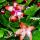 Large Christmas cactus - Schlumbergera - XXL - 17cm pot - approx. 25-35cm high - red flowers