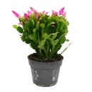 Large Christmas cactus - Schlumbergera - XXL - 17cm pot - approx. 25-35cm high - pink flowers - bright pink