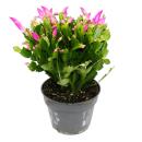 Grand cactus de Noël - Schlumbergera - XXL - pot 17cm - hauteur 25-35cm environ - fleurs roses - rose vif