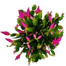 Large Christmas cactus - Schlumbergera - XXL - 17cm pot - approx. 25-35cm high - pink flowers - bright pink