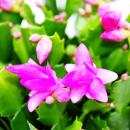Grand cactus de Noël - Schlumbergera - XXL - pot 17cm - hauteur 25-35cm environ - fleurs roses - rose vif