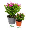 Large Christmas cactus - Schlumbergera - XXL - 17cm pot - approx. 25-35cm high - pink flowers - bright pink