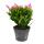 Grand cactus de Noël - Schlumbergera - XXL - pot 17cm - hauteur 25-35cm environ - fleurs roses - rose vif