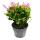 Grand cactus de Noël - Schlumbergera - XXL - pot 17cm - hauteur 25-35cm environ - fleurs roses - rose vif