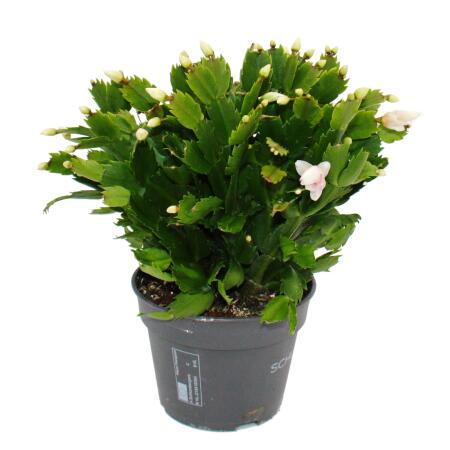 Großer Weihnachtskaktus - Schlumbergera - XXL - 17cm Topf - ca. 25-35cm hoch - weisse Blüten