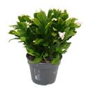 Großer Weihnachtskaktus - Schlumbergera - XXL -...