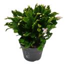 Großer Weihnachtskaktus - Schlumbergera - XXL - 17cm Topf - ca. 25-35cm hoch - weisse Blüten
