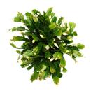 Großer Weihnachtskaktus - Schlumbergera - XXL - 17cm Topf - ca. 25-35cm hoch - weisse Blüten