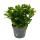 Großer Weihnachtskaktus - Schlumbergera - XXL - 17cm Topf - ca. 25-35cm hoch - weisse Blüten