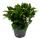 Großer Weihnachtskaktus - Schlumbergera - XXL - 17cm Topf - ca. 25-35cm hoch - weisse Blüten
