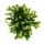 Großer Weihnachtskaktus - Schlumbergera - XXL - 17cm Topf - ca. 25-35cm hoch - weisse Blüten
