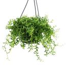 Senecio peregrinus - dolphin plant - dolphin necklace - succulent traffic light plant - 14cm traffic light - hanging