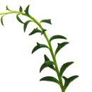 Senecio peregrinus - Delphin-Pflanze - Delfinhalskette - sukkulente Ampelpflanze - 14cm Ampel - hängend
