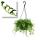 Senecio peregrinus - plante dauphin - collier dauphin - succulente plante feu tricolore - feu tricolore 14cm - suspendu