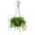 Senecio peregrinus - dolphin plant - dolphin necklace - succulent traffic light plant - 14cm traffic light - hanging