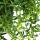 Senecio peregrinus - plante dauphin - collier dauphin - succulente plante feu tricolore - feu tricolore 14cm - suspendu
