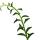 Senecio peregrinus - Delphin-Pflanze - Delfinhalskette - sukkulente Ampelpflanze - 14cm Ampel - hängend