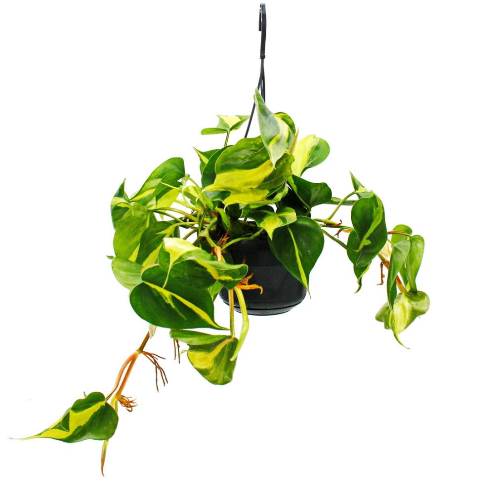 philodendron summer glory Philodendron 'summer glory' main image 0