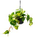 Philodendron scandens Brasil - climbing tree friend -...
