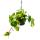 Philodendron scandens Brasil - climbing tree friend - bicolor - 15cm traffic light pot - hanging