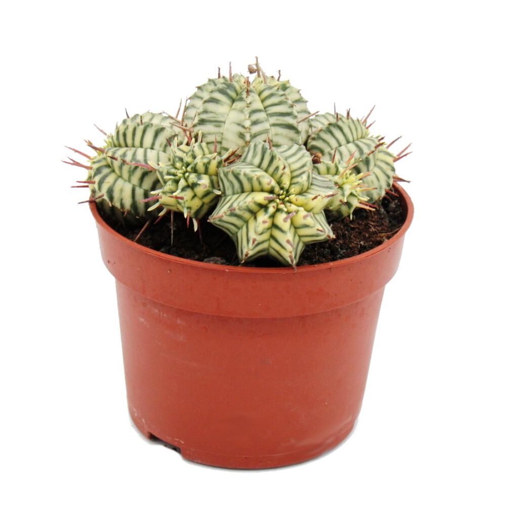 Euphorbia meloformis variegata - panaschierte Kugel-Wolfsmilch - 10,5