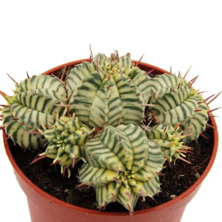 Euphorbia meloformis variegata - variegated globe spurge - 10,5cm pot
