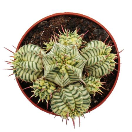 Euphorbia meloformis variegata - panaschierte Kugel-Wolfsmilch - 10,5