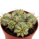 Euphorbia meloformis variegata - Variegated Globe Spurge...