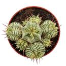 Euphorbia meloformis variegata - Euphorbe panachée - Pot de 10,5 cm - Succulente fantaisie