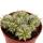Euphorbia meloformis variegata - Euphorbe panachée - Pot de 10,5 cm - Succulente fantaisie