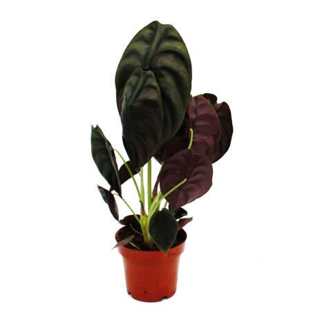 Alocasia cuprea "Red Secret" - Tropenwurz - Alokasie - Metallisches Pfeilblatt - Rotes Geheimnis - 12cm Topf