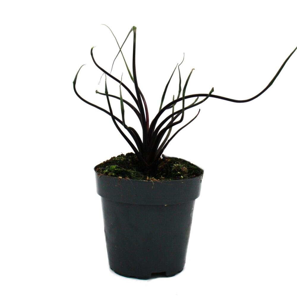 Alocasia plumbae "Flying Squid" - Flying Squid - Alocasia - 12cm pot