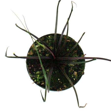 ferm living plant box grn Ferm Living - Plant Box - Small