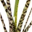 Alocasia zebrina - Tiger Arrow Leaf - 14cm pot - 35-45cm high