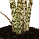 Alocasia zebrina - Tiger-Pfeilblatt - 14cm Topf - 35-45cm hoch