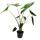 Alocasia zebrina - Tiger Arrow Leaf - 14cm pot - 35-45cm high