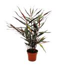 Alpinia luteocarpa - Zier-Ingwer - Muschelingwer - 12cm...